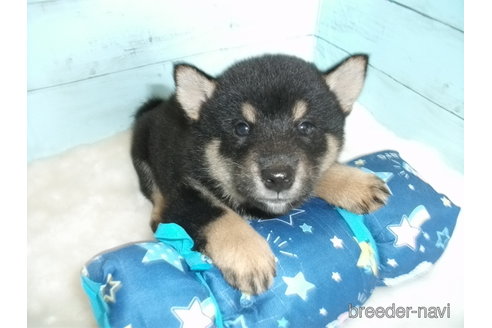 成約済の埼玉県の柴犬-254967の4枚目