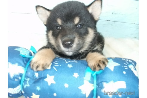 成約済の埼玉県の柴犬-254967の3枚目