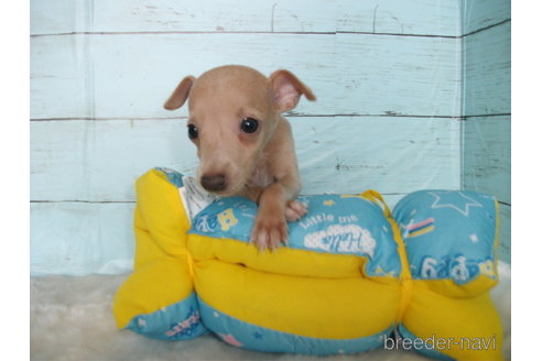 子犬
