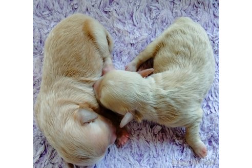成約済の埼玉県のマルプー:マルチーズ×トイプードル-254974の28枚目