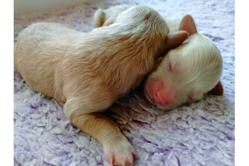 成約済の埼玉県のマルプー:マルチーズ×トイプードル-254974の25枚目
