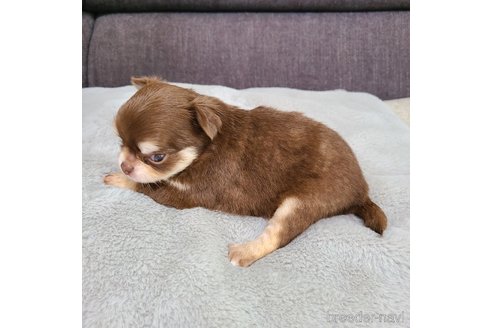 成約済の愛知県のチワワ(ロングコート)-254979の15枚目