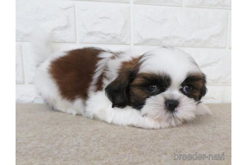 成約済の大阪府のシーズー-255004の2枚目