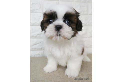 成約済の大阪府のシーズー-255004の1枚目