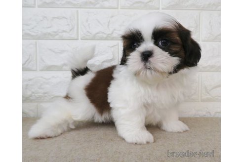 成約済の大阪府のシーズー-255004の5枚目