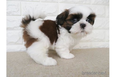 成約済の大阪府のシーズー-255004の4枚目