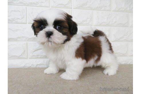 成約済の大阪府のシーズー-255004の3枚目