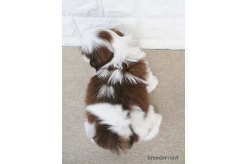 成約済の大阪府のシーズー-255004の6枚目