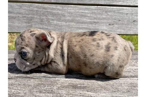 成約済の佐賀県のフレンチブルドッグ-255043の5枚目