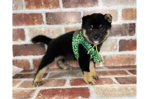 成約済の福岡県の豆柴-255073の2枚目