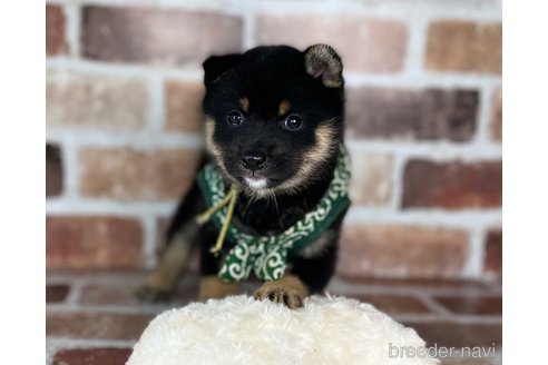 成約済の福岡県の豆柴-255073の3枚目