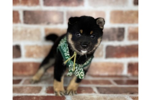 成約済の福岡県の豆柴-255073の4枚目