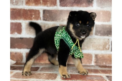 成約済の福岡県の豆柴-255073の5枚目