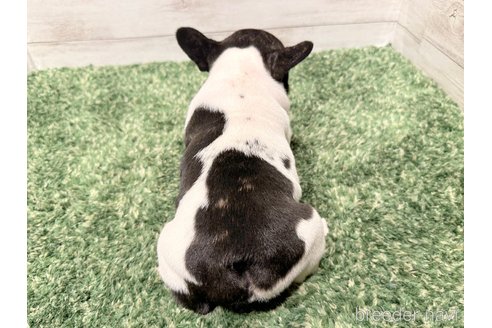 成約済の愛知県のフレンチブルドッグ-255094の5枚目