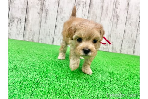 成約済の三重県のマルプー:マルチーズ×トイプードル-255102の1枚目