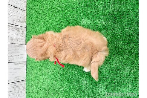 成約済の三重県のマルプー:マルチーズ×トイプードル-255102の5枚目