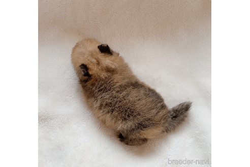 成約済の山口県のポメラニアン-255123の5枚目