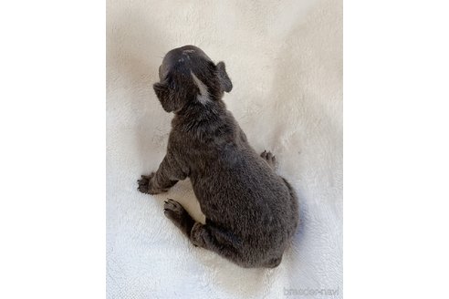 成約済の山口県のフレンチブルドッグ-255127の5枚目
