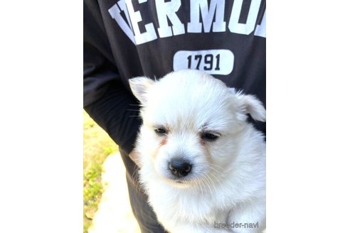 成約済の福島県のミックス犬-255136の3枚目