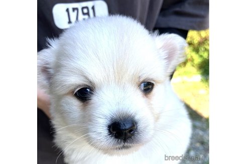 成約済の福島県のミックス犬-255137の4枚目