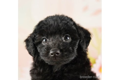 成約済の千葉県のトイプードル-255181の4枚目