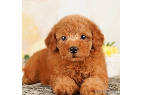 成約済の千葉県のトイプードル-255182の4枚目