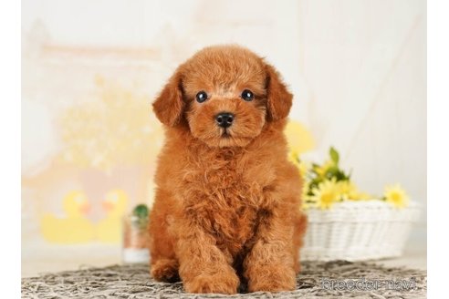 成約済の千葉県のトイプードル-255182の5枚目