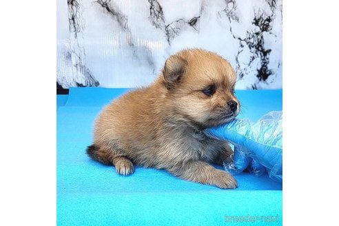 成約済の茨城県のポメラニアン-255183の29枚目