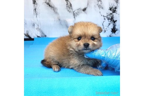 成約済の茨城県のポメラニアン-255183の28枚目