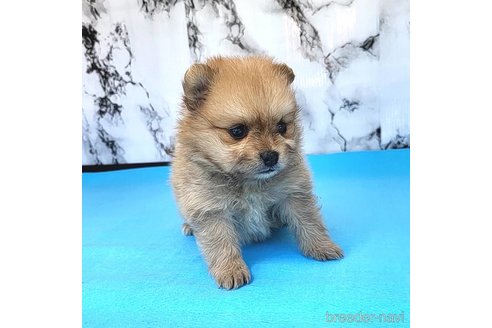 成約済の茨城県のポメラニアン-255183の25枚目