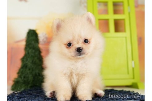 成約済の千葉県のポメラニアン-255186の1枚目