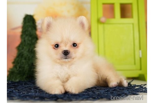 成約済の千葉県のポメラニアン-255186の3枚目