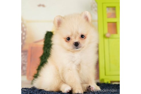 成約済の千葉県のポメラニアン-255186の4枚目