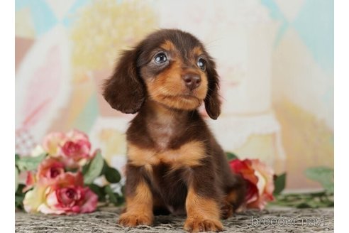 成約済の千葉県のミニチュアダックスフンド(ロングヘアード)-255188の4枚目