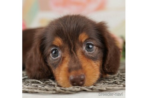 成約済の千葉県のミニチュアダックスフンド(ロングヘアード)-255188の5枚目