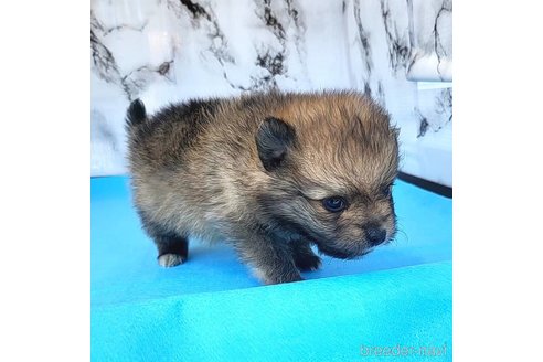 成約済の茨城県のポメラニアン-255189の63枚目
