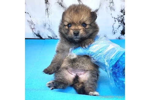 成約済の茨城県のポメラニアン-255189の61枚目