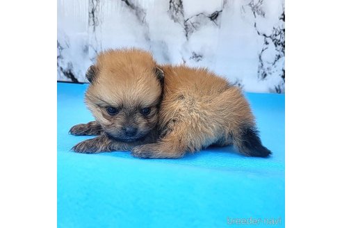 成約済の茨城県のポメラニアン-255193の20枚目