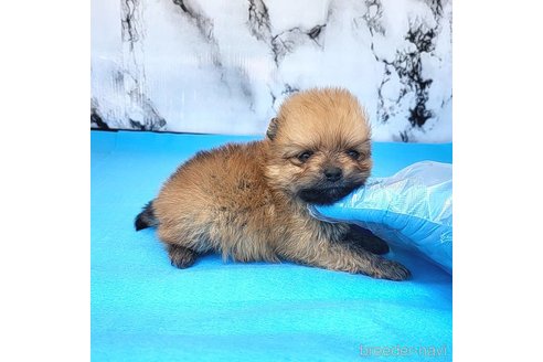 成約済の茨城県のポメラニアン-255193の18枚目
