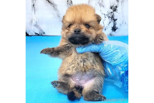 成約済の茨城県のポメラニアン-255193の16枚目