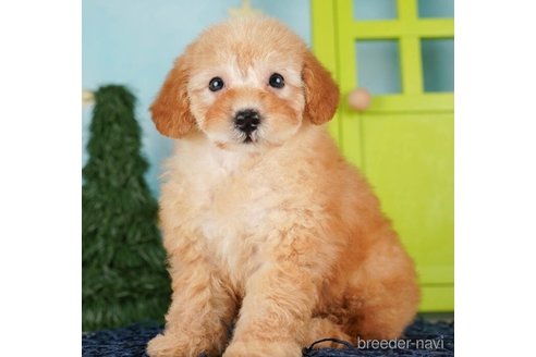 成約済の千葉県のトイプードル-255199の5枚目