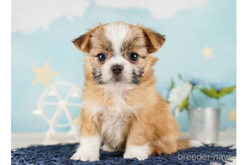 成約済の千葉県のミックス犬-255202の1枚目