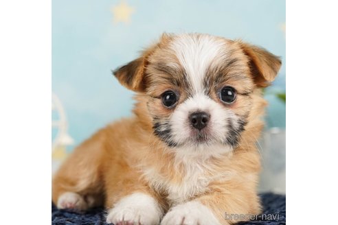 成約済の千葉県のミックス犬-255202の3枚目