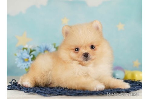 成約済の千葉県のポメラニアン-255203の1枚目