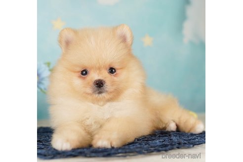 成約済の千葉県のポメラニアン-255203の3枚目