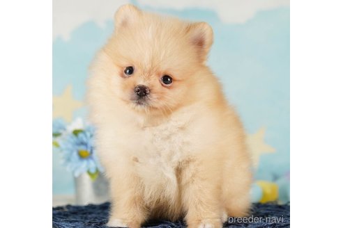 成約済の千葉県のポメラニアン-255203の5枚目