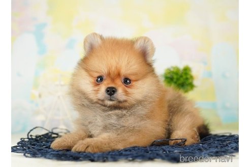 成約済の千葉県のポメラニアン-255205の3枚目