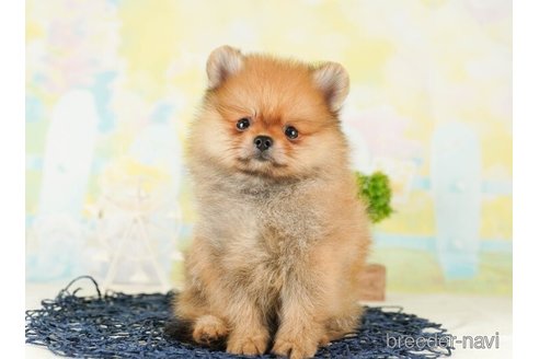 成約済の千葉県のポメラニアン-255205の4枚目