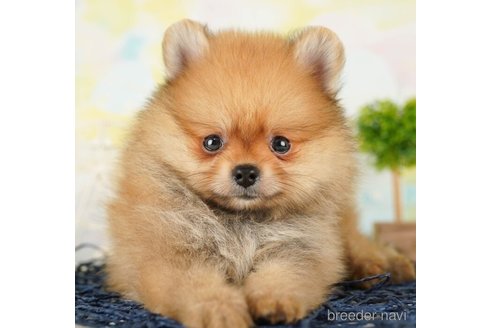 成約済の千葉県のポメラニアン-255205の1枚目