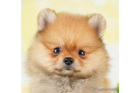 成約済の千葉県のポメラニアン-255205の6枚目